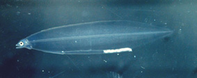ウナギのレプトセファルスの写真